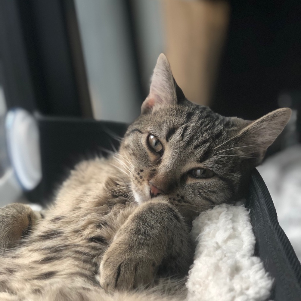 Meet your Posher, Ella